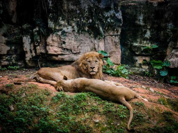 /pic/city/guangzhou/attractions/chimelong-safari-park-04.jpg