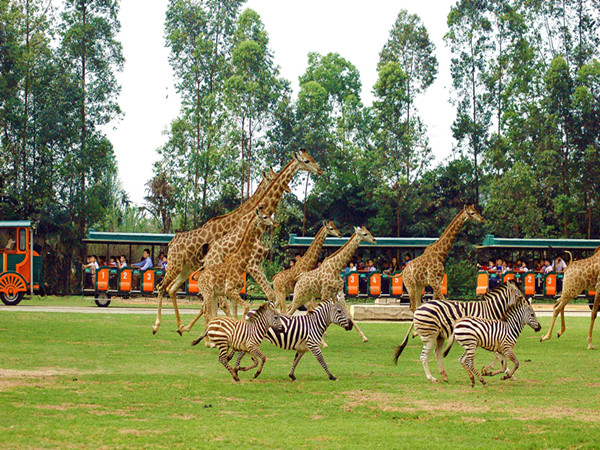 2 Days Guangzhou Landmarks Tour including Chimelong Safari Park