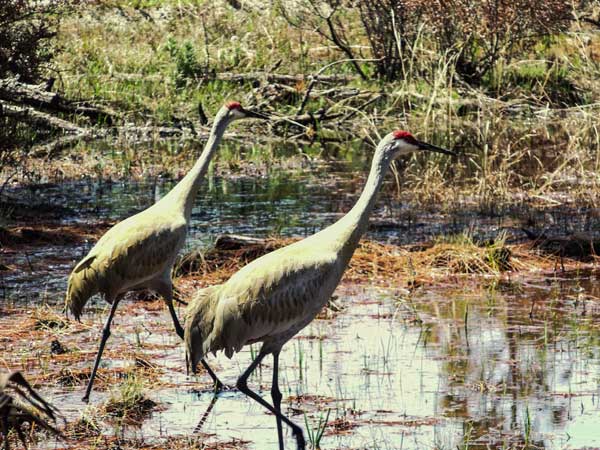 Top 10 Most Beautiful Wetlands in China-Xinghu Wetland Park