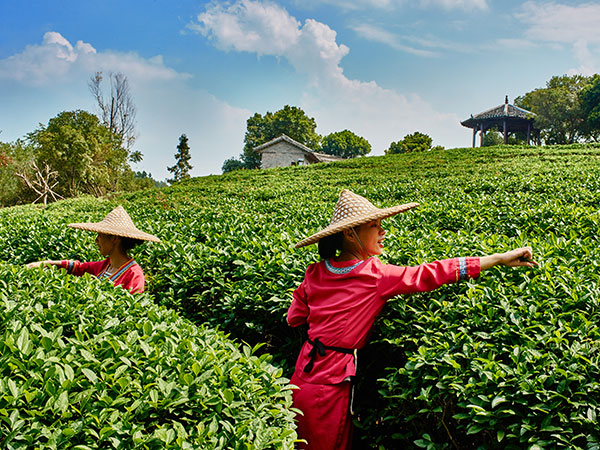 Tea Picking in Guilin