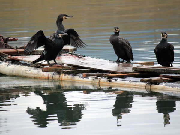 See the Cormorant Fishing Show in Yangshuo See the Cormorant Fishing Show