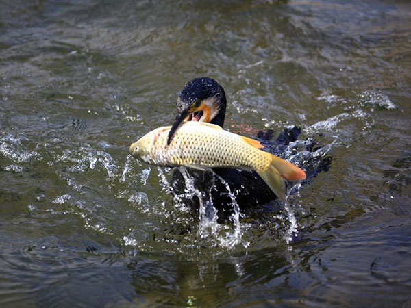 See the Cormorant Fishing Show See the Cormorant Fishing Show