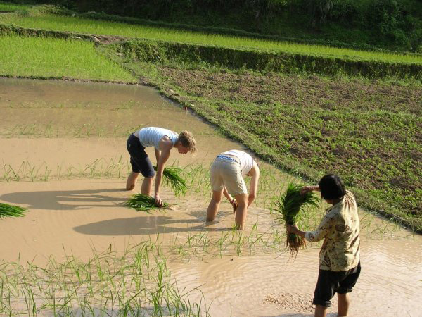 Rice Transplanting in Yangshuo Rice Transplanting