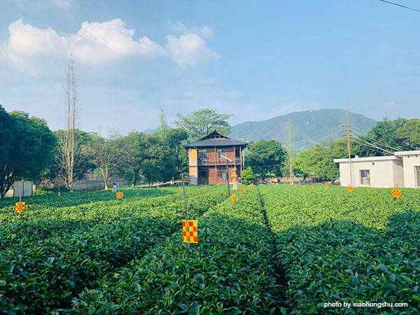 Tea Picking in Guilin