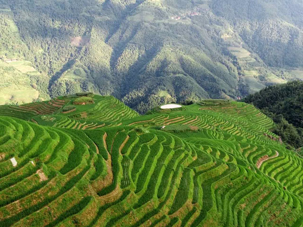 Longji Rice Terrace Longji Rice Terrace