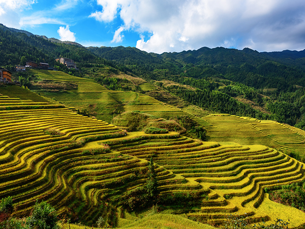 how to plan a day trip to Longji Rice Terraces from Guilin