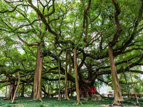 Yangshuo Big Banyan Tree