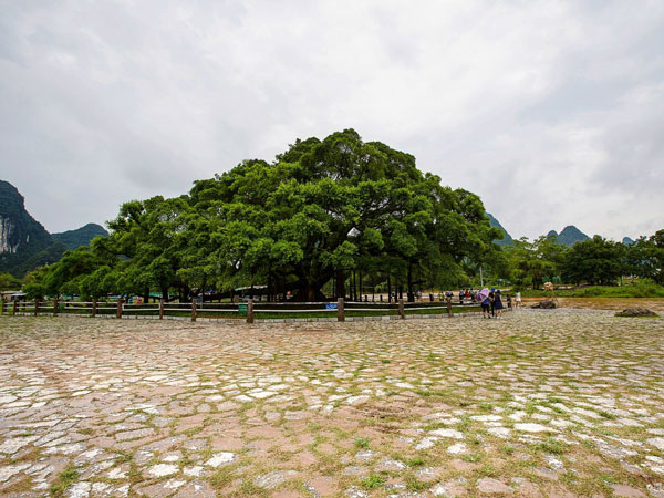 Yangshuo Big Banyan Tree