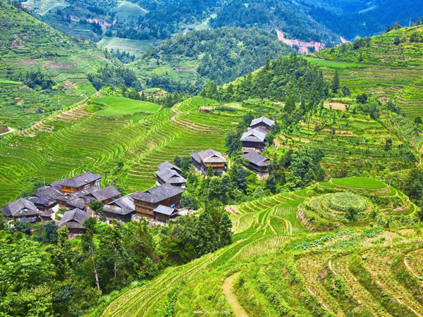Jinkeng Rice Terrace Jinkeng Rice Terrace