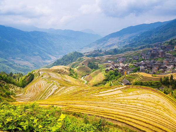 /pic/city/guilin/attractions/jinkeng-rice-terraces-09.jpg