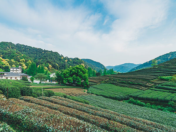Tea Plantation in Hangzhou, China