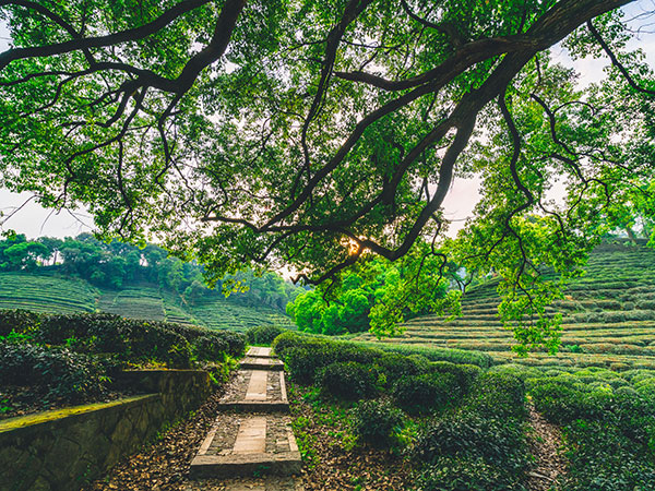 Meijiawu Tea Village