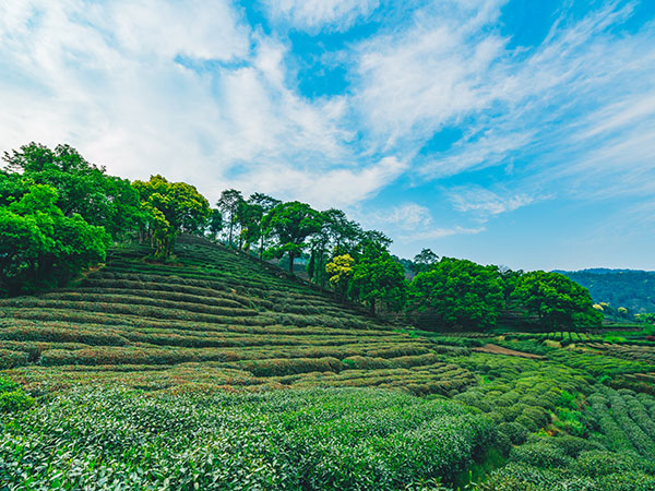 Meijiawu Tea Village