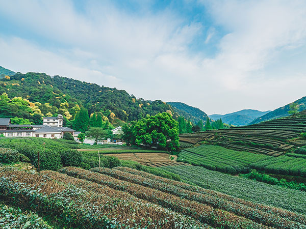 Meijiawu Tea Village