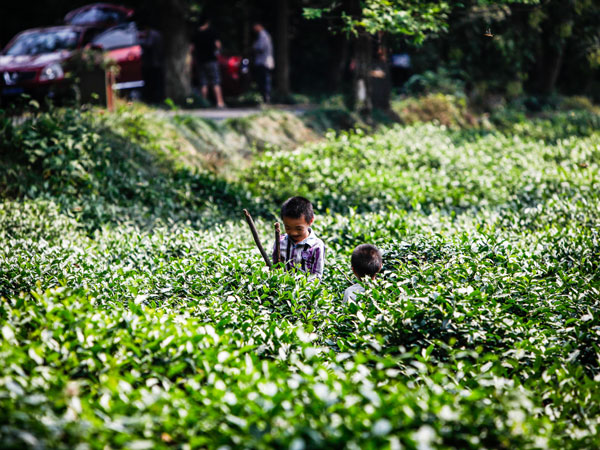 Meijiawu Tea Plantation