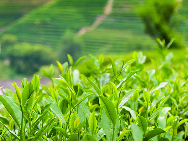 Meijiawu Tea Plantation in Hangzhou
