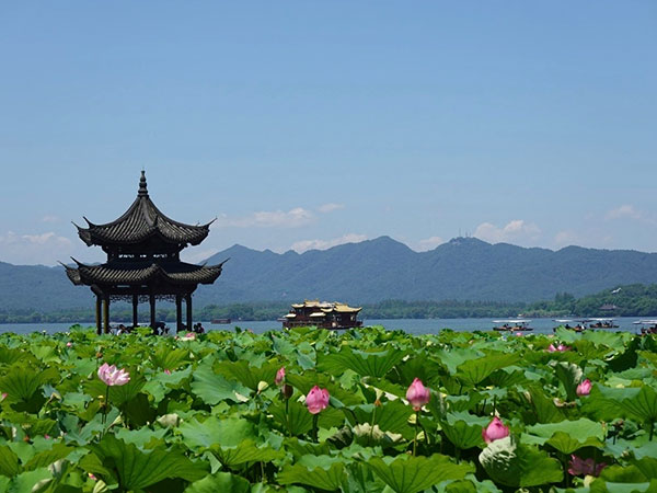 Lotus Blossoms in summer in West Lake