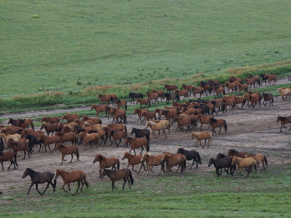inner Mongolia June