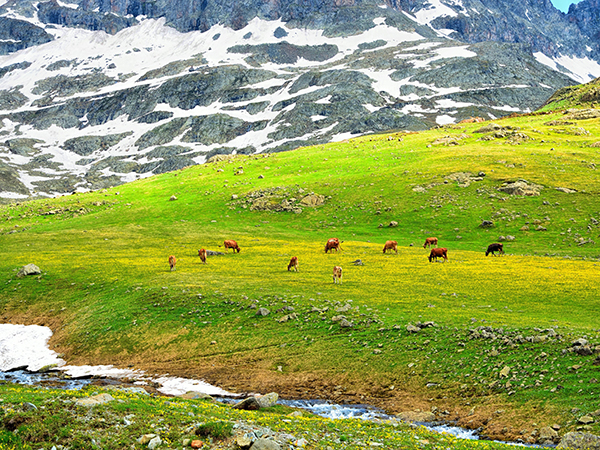 Hulun Buir Grassland