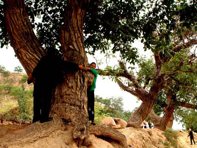 Hotan - King of Walnut Trees