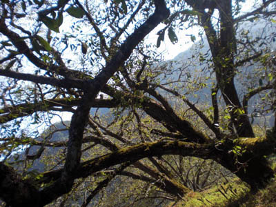 Hotan - King of Walnut Trees