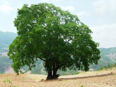 Hotan - King of Walnut Trees