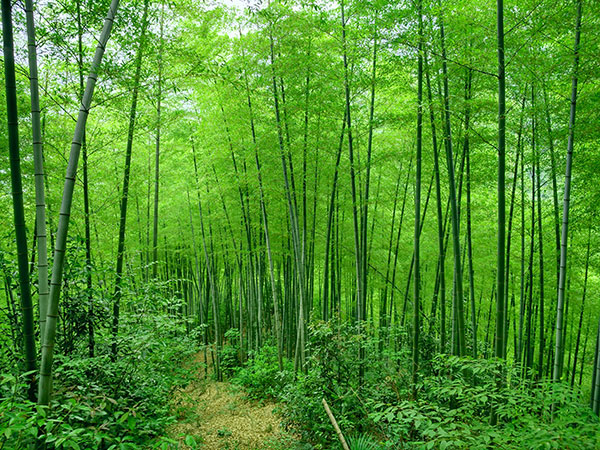 Mukeng Zhuhai Bamboo Forest