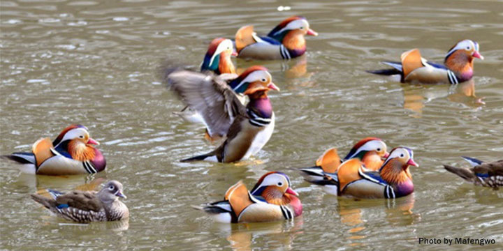 Photography Tips about Mandarin Duck in Wuyuan
