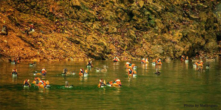 Mandarin Duck