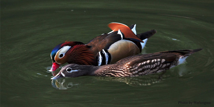 Mandarin Duck