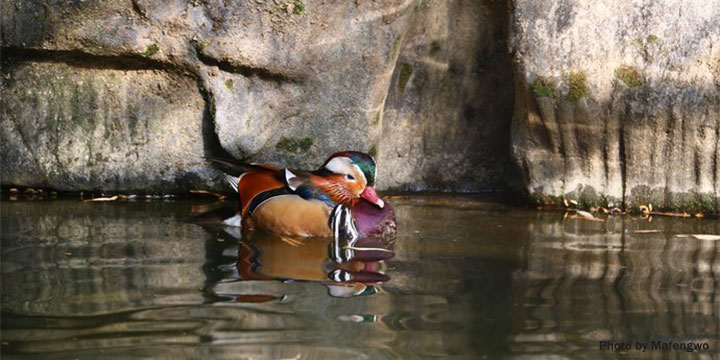 Mandarin Duck