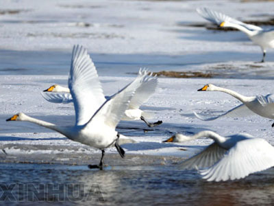 Korla - Swan Lake