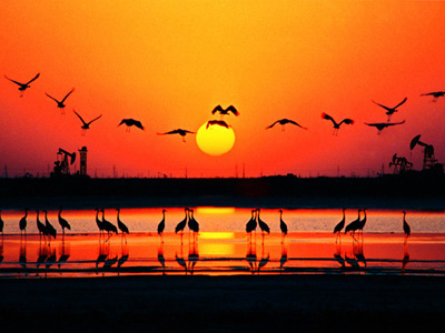 Korla - Swan Lake