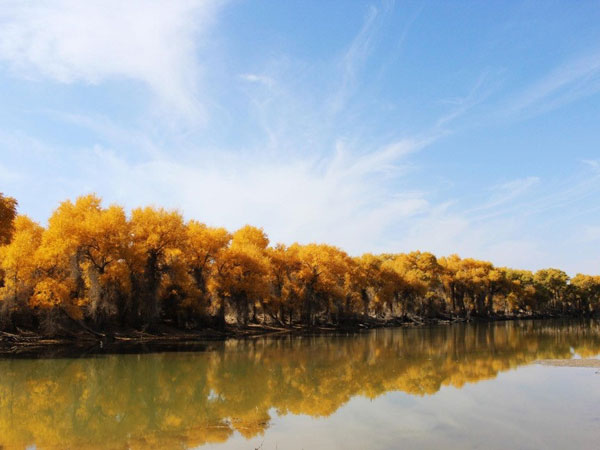Luntai Poplar Forest