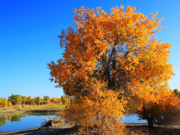 Luntai Diversiform-leaved Poplar Forest