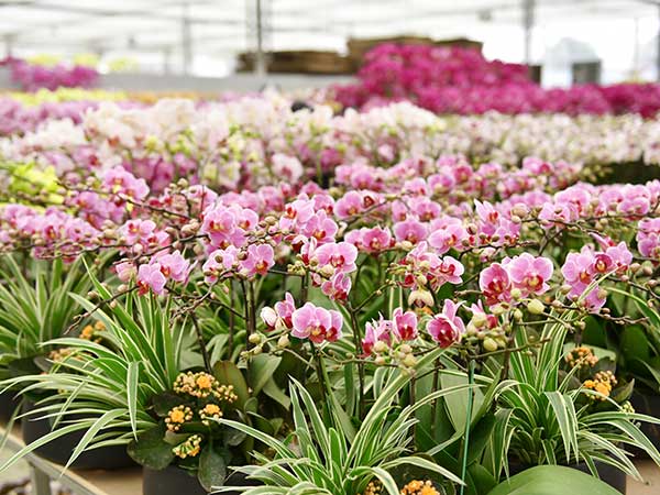 Flower and Bird Market of Kunming