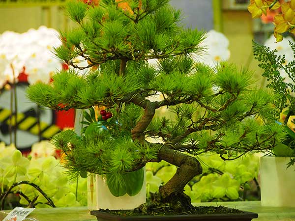 Flower and Bird Market of Kunming