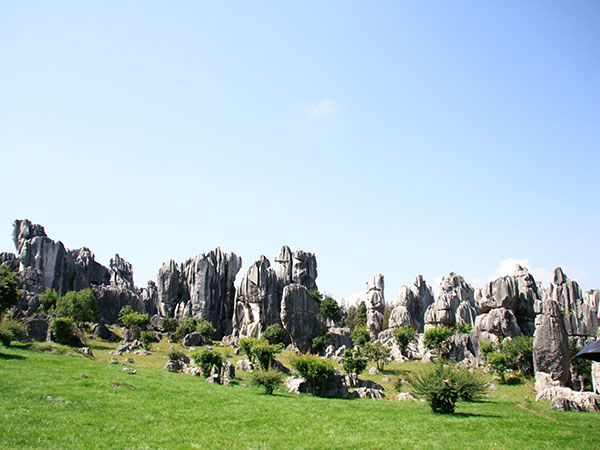 Stone Forest