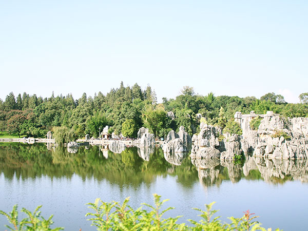 Stone Forest