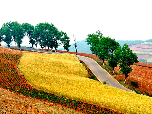Dongchuan Red Soil