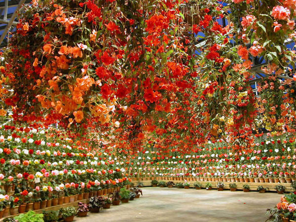 Dounan Flower Market 