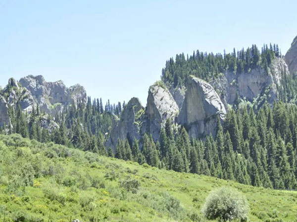 Zecha Stone Forest Zecha Stone Forest