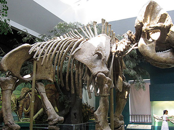 Yellow River Stegodon