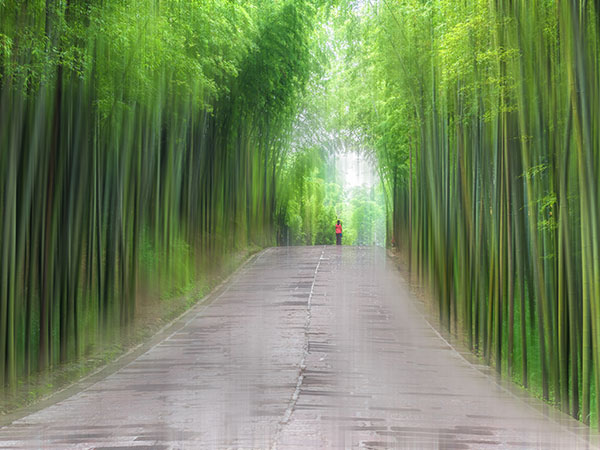 Shunan Bamboo Forest