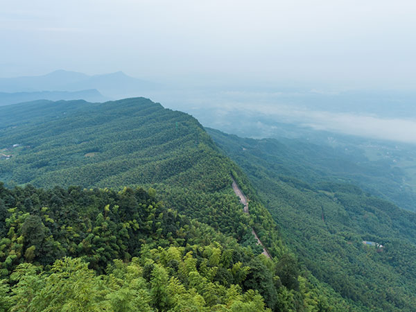 Shunan Bamboo Forest