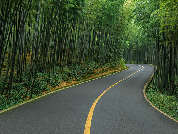 Shunan Bamboo Forest