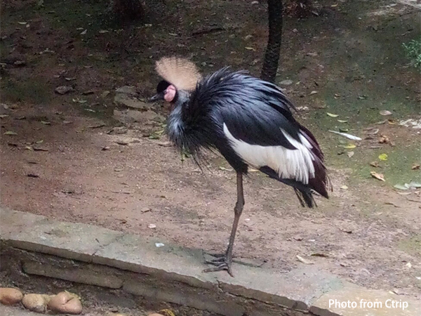 Liuzhou Zoo