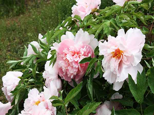 See Peony in Luoyang: Photography Tips for Luoyang Peony