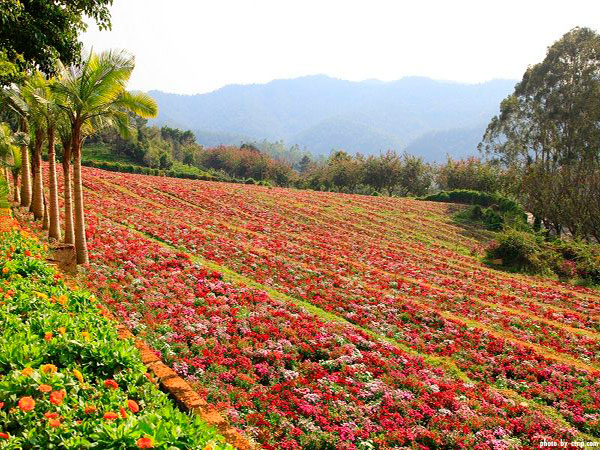yearning-tea-plantation-tourist-attraction