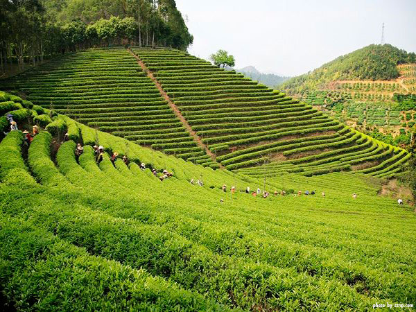 Meizhou Yearning Tea Plantation Tourist Attraction